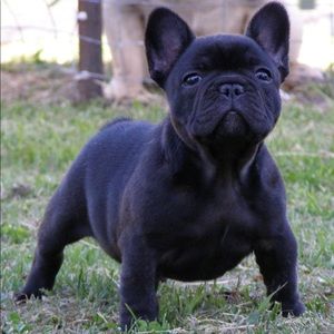 Meet your Posher, Adrian